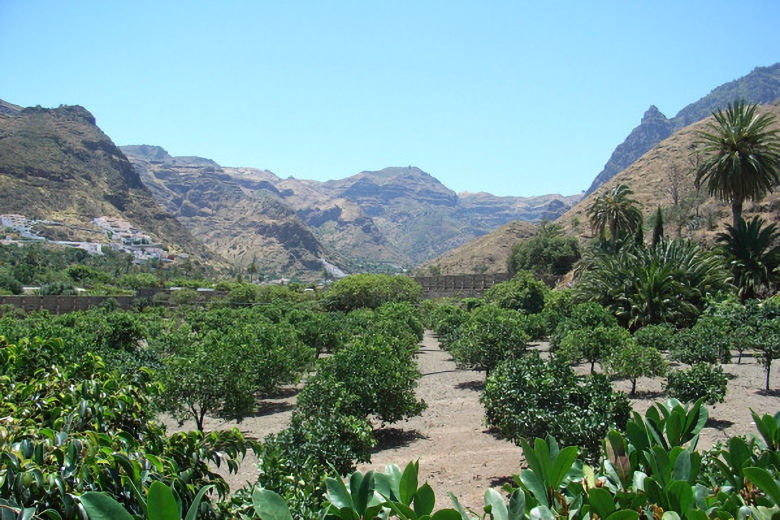 Views across the finca's orchard to the mountains