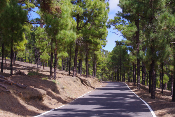 The pine forest enar El Pinar