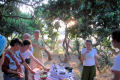 Picnic in the mastic grove near Mesta