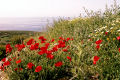 The island is renowned for its spring flowers
