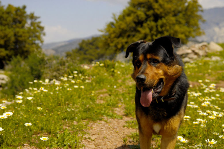 Mandarin's resident dog, Pacha