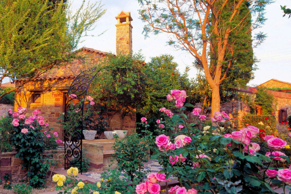 The rose garden