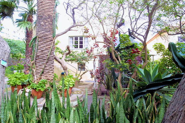 Villa Palmeira