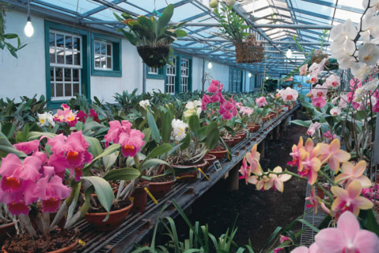 The Orchid House