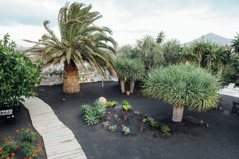Endemic vegetation in the volcanic gardens