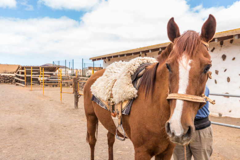 Horse-riding stables