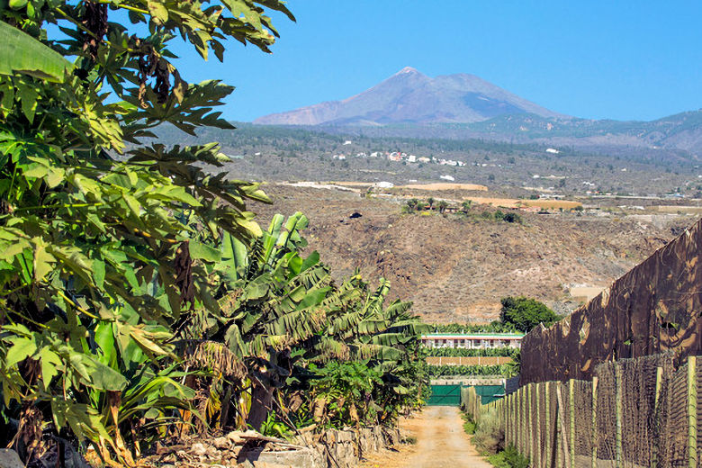 Walking back from the beach, with views of Mount Teide