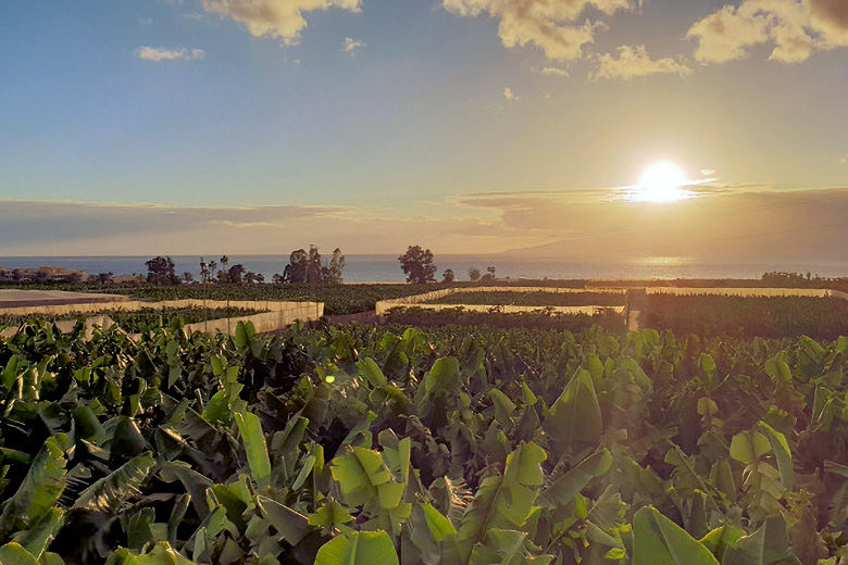 Evening view across the banana plantation