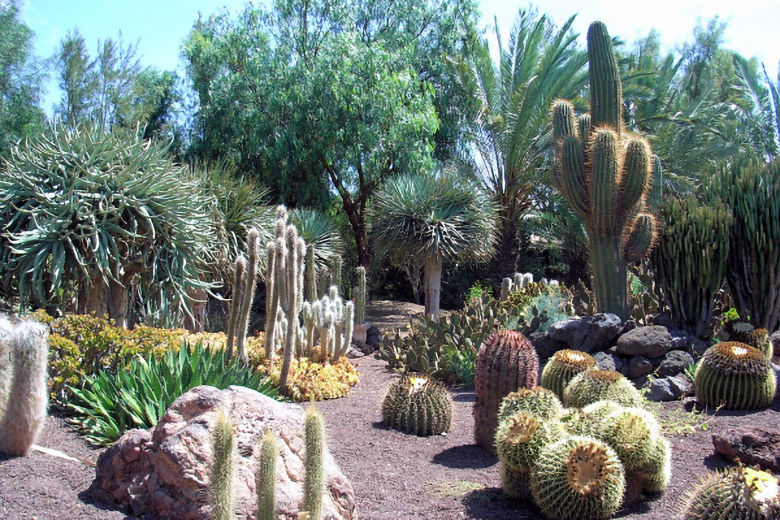 Cactus garden