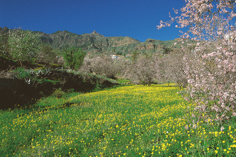 Barranco de Guayadeque