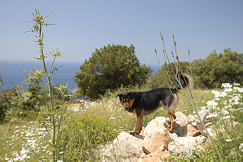 The walks are usually accompanied by Mandarin's dog Pacha