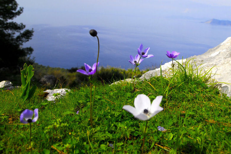 The spring departures are ideal for spotting wild flowers