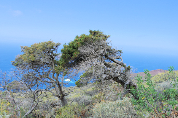 Sabina trees