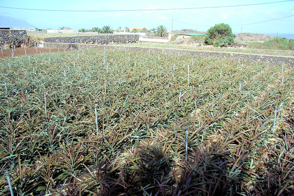 Pineapple plantation