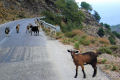 Traffic jam on one of the mountain roads