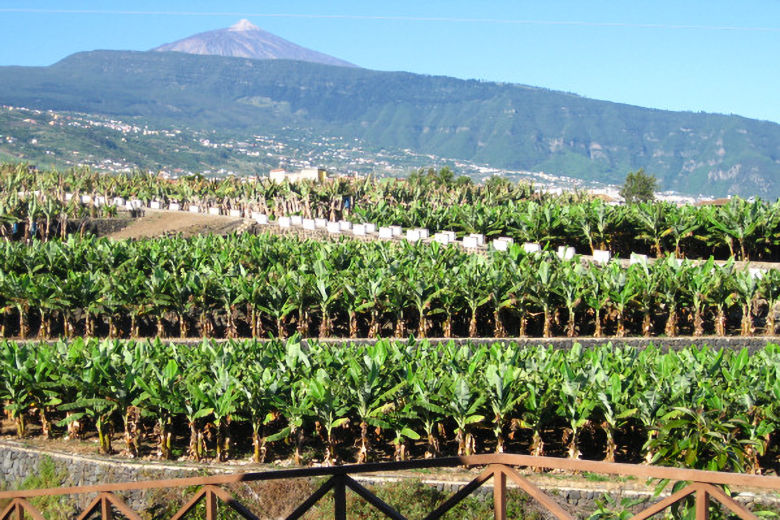 View across banana plantations towards Mount Teide